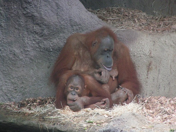 ZOO PRAHA